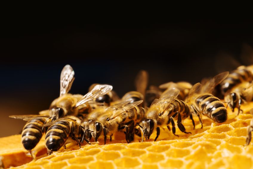 Story of Honey - From Farms to your Dining Table: