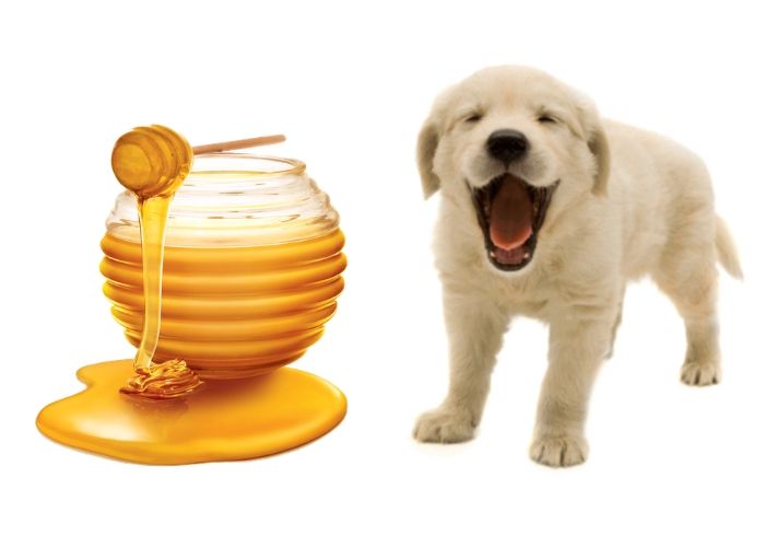 Can dogs eat raw honey?