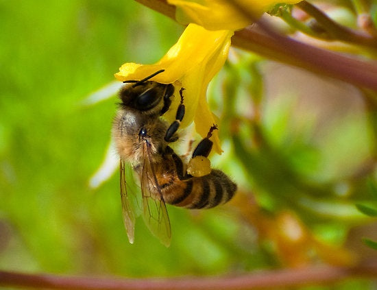 What is the difference between Nectar and Honey?