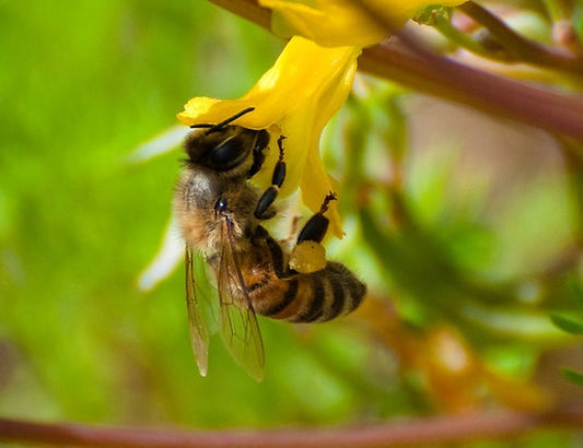 What is the difference between Nectar and Honey?