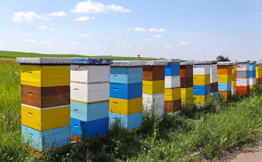 Can I eat honey harvested straight from the hive?