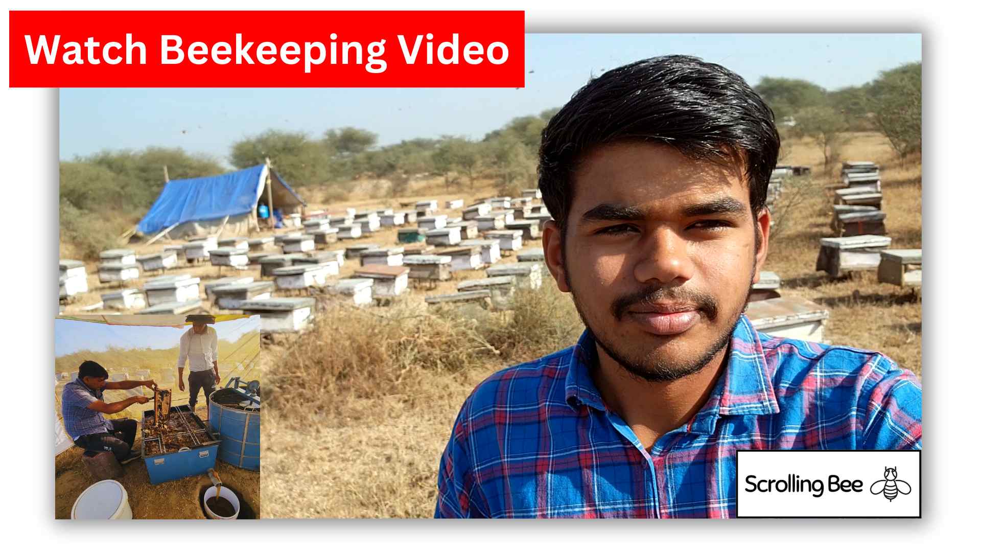 Eucalyptus Tree Honey – Scrolling Bee